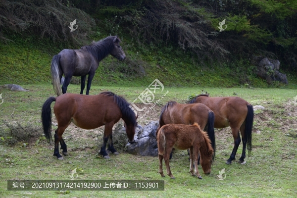 馬