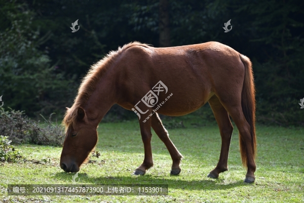 吃草的馬