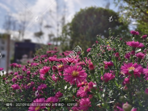 菊花