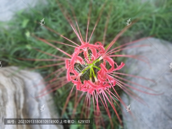 彼岸花