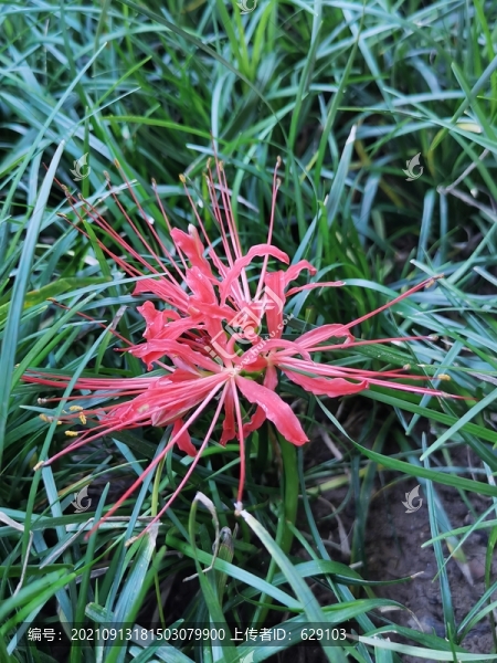 彼岸花