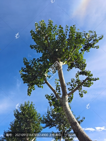 楊樹