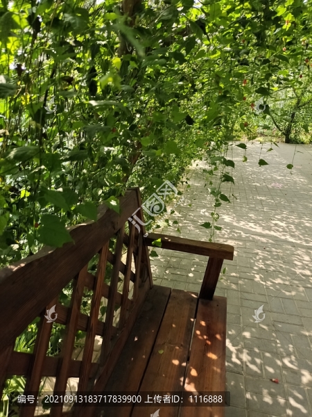 長(zhǎng)廊綠植