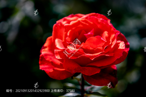 月季花