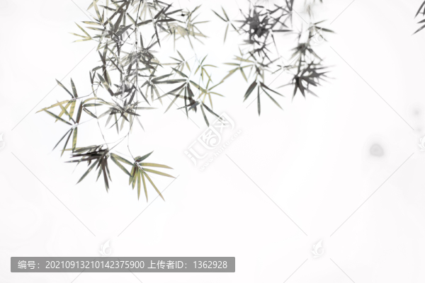 竹韻