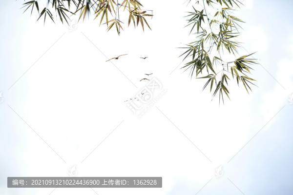 竹韻