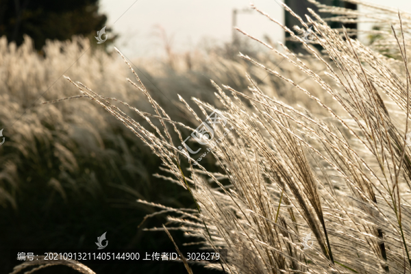 發(fā)光的野草