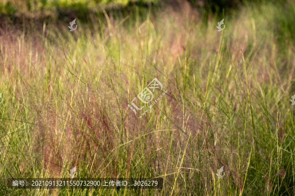 野草