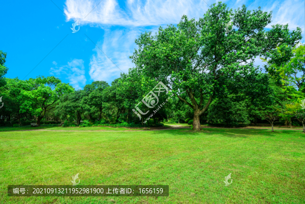 公園大草坪