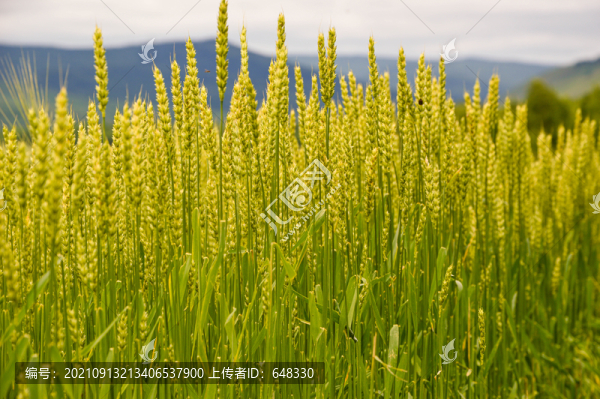 小麥