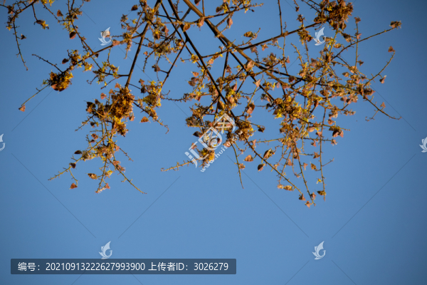天空的枝葉