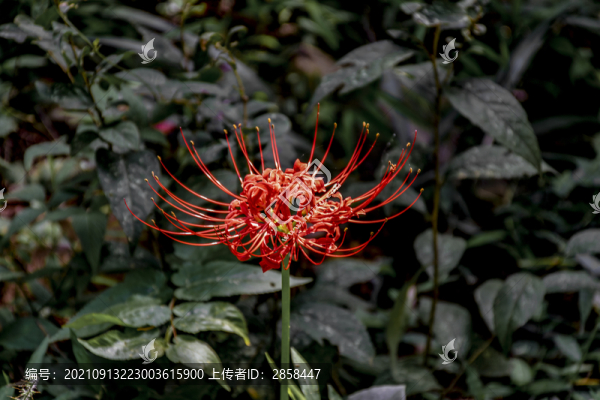 彼岸花