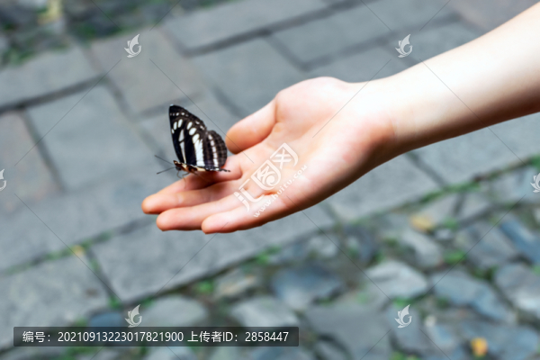 蝴蝶