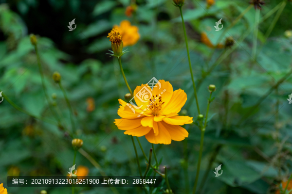 黃秋英