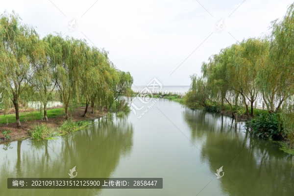 太湖岸柳