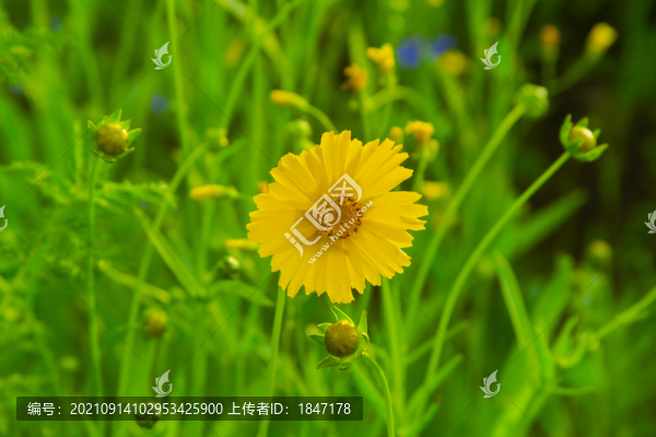 大花金雞菊