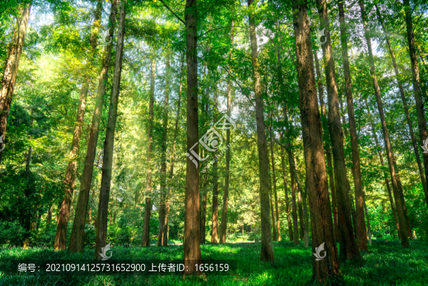 樹林