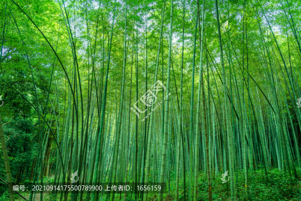 翠竹林