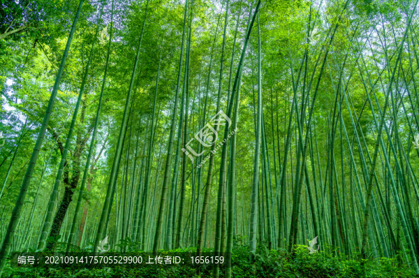 翠竹林