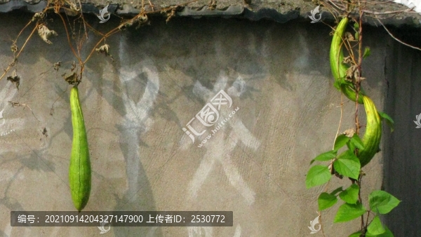 絲瓜