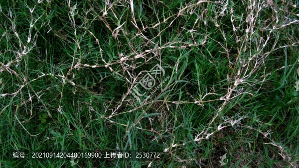 狗牙根
