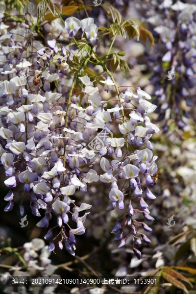 紫藤花