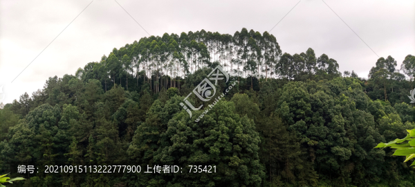 桉樹(shù)