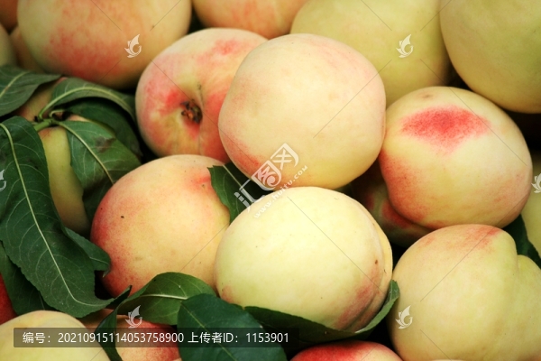 白花桃