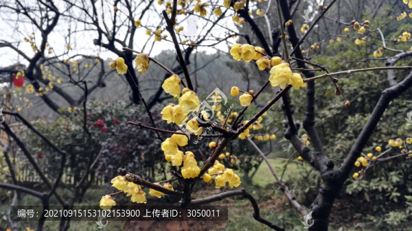 梅花