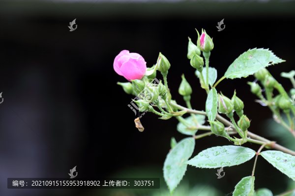 月季