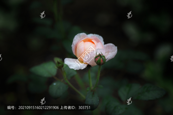 月季