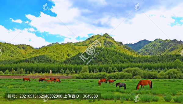 牧馬