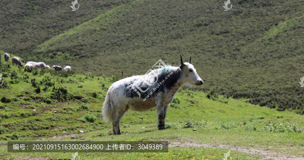 天祝牦牛