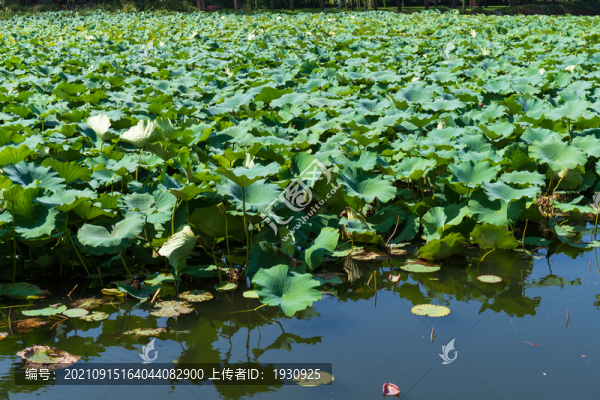 北京頤和園荷葉