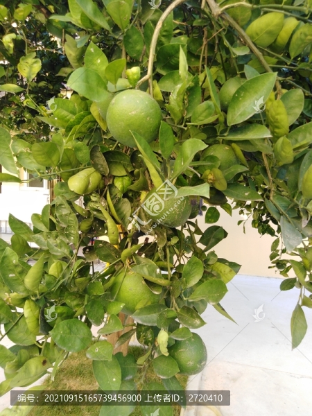 柚子樹