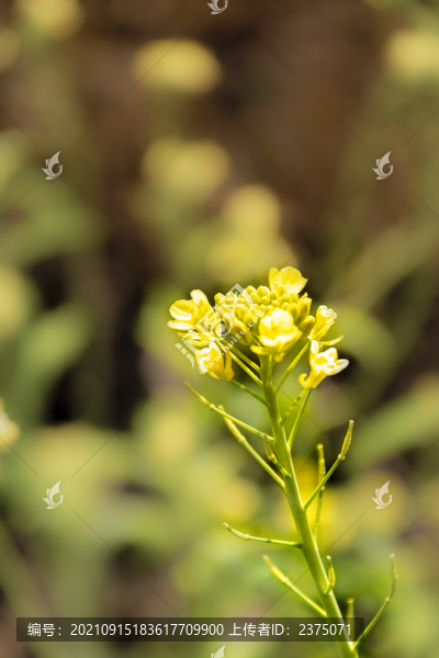 冬日油菜花