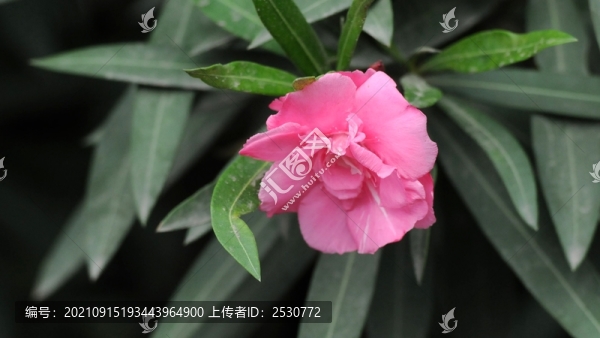 歐洲夾竹桃