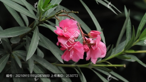 歐洲夾竹桃