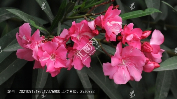 歐洲夾竹桃