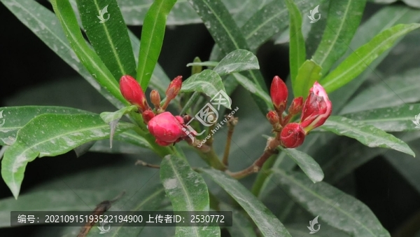 歐洲夾竹桃
