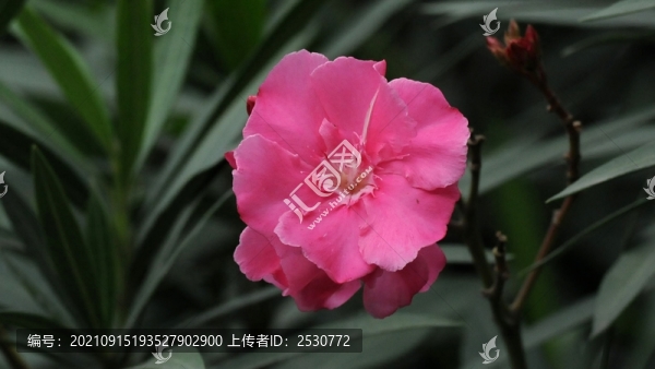 歐洲夾竹桃