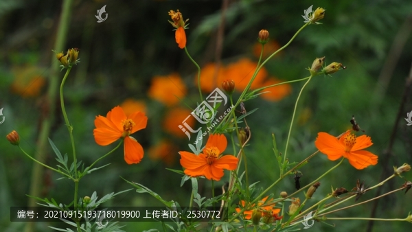 秋英繽紛