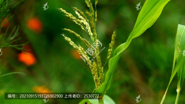 玉蜀黍