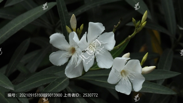 白花夾竹桃