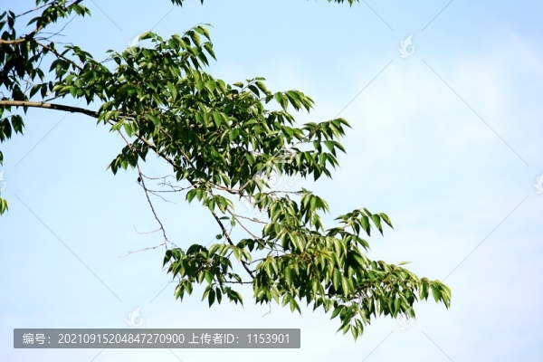 樹枝