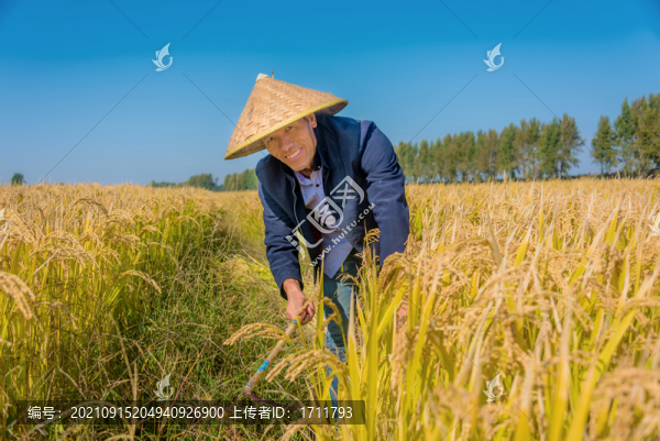 秋天收割水稻的亞洲男性農(nóng)民