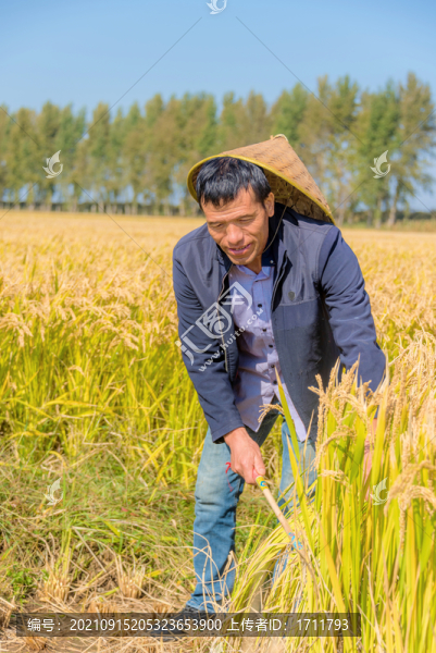 秋天收割水稻的亞洲男性農(nóng)民