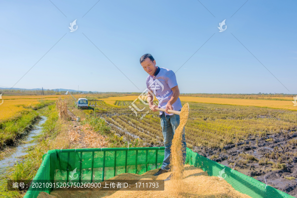 秋天為水稻揚(yáng)場的亞洲男性農(nóng)民