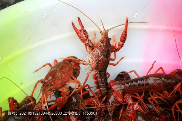小龍蝦