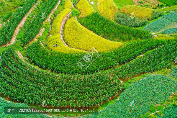 綠色農(nóng)田